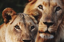 Close-up Portrait Of Lion And Lioness