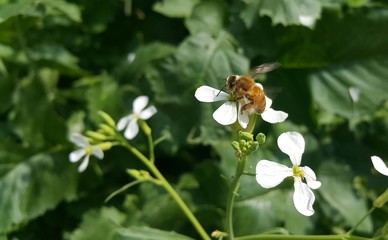 bee on a flower