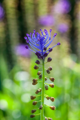 Purple Muscari Flower Alone 2