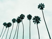Low Angle View Of Palm Trees Against Sky