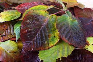 Poster - Autumn leaves