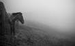 © Dk - horse in the fog