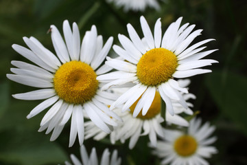 Canvas Print - Chamomiles