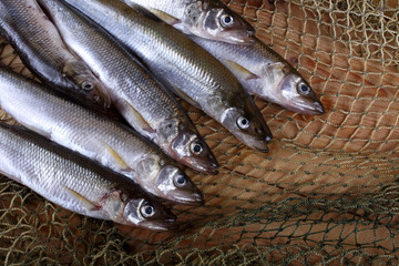 Poster - Smelt fishes on net. Pacific smelt variety