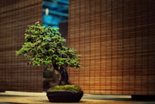 Bonsai Tree On Place Mat