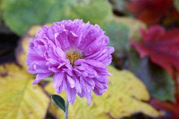 Sticker - Chrysanthemum and autumn leaves