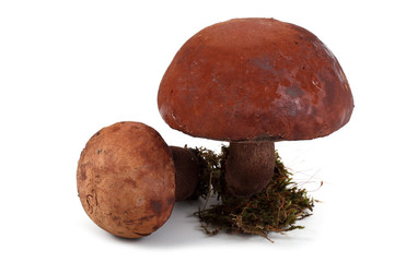 Canvas Print - Brown boletus