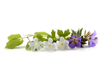 Canvas Print - Wild forest flowers isolated on white background. (Spring Far Eastern flowers)