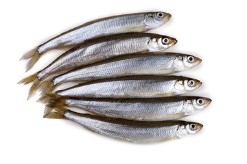 Sticker - Smelt fishes isolated on white