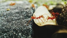 Close-up Of Ants On Leaf