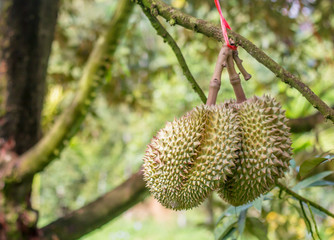 Wall Mural - Monthong durian waiting for harvest on the tree in the farmer's garden is thailand's most famous fruit.