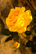 Le Rose Gialle sono simbolo di amicizia, ottimismo, saggezza, energia e felicità. Questi significati vengono dati alla luminosità e alla purezza dell’oro e all’energia e l’intensità della luce solare