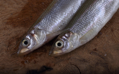 Sticker - Smelt fish on cutting board