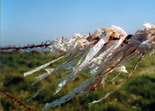 Close-up Of  Trash On Barbed Wire Against Sky