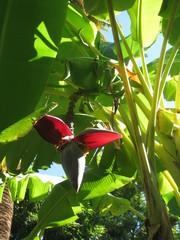 Wall Mural - Banana flower