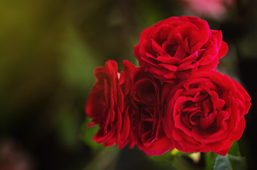 Garden spray red roses. Green leaves on branches, bushes of bright blooming roses on sunny day. Natural floral background. Botanical blossom concept. Selective focus image.