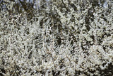 Fototapeta Do akwarium - Close-up picture of tree in blossom. Small white flowers on the bush branches in forest woods field in spring. Natural environmental background.