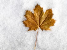 Close-up Of Dry Leaf On Snow