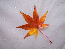 Close-up Of Maple Leaf