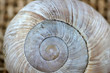 © helfei - snail shell close up