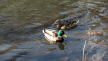 Male And Female Mallard Duck Swimming On A Pond With Green Water While Looking For Food.