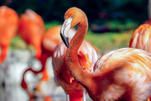 Close-up Red Flamingos