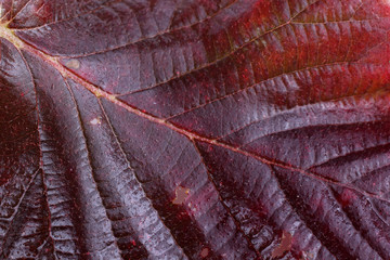 Canvas Print - Autumn blackberry leaf