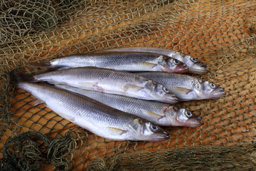 Poster - Smelt fishes on net. Pacific smelt variety