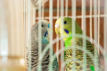 Close-up Of Parrots In Cage