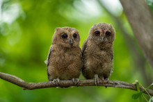The Mottled Wood Baby Owls.they Are Easily Detected By Their Distinctive Tremulous Eerie Calls At Dawn And Dusk
