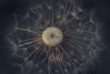 Fototapeta Dmuchawce - dandelion seeds on black