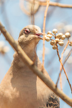 Close-up Of Mourning Dove Eating Berries On Plant