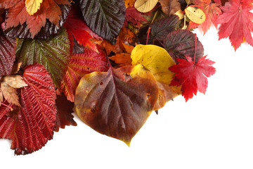 Sticker - Autumn leaves background