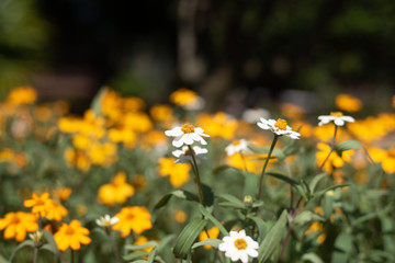 Yellow cosmos in gardening use for background or wallpaper