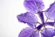 Violet Iris Flower Isolated On White Background
