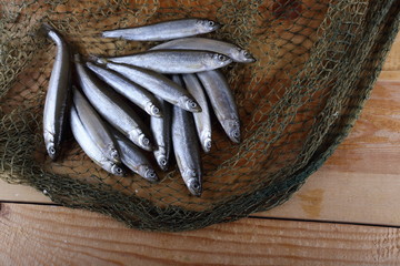 Sticker - Smelt fishes on net. Pacific smelt fish variety