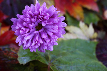 Sticker - Chrysanthemum and autumn leaves