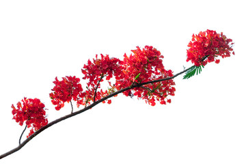 royal poinciana flower , red flower isolated on white background.