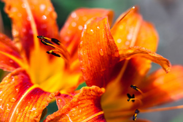 Orange lily flowers