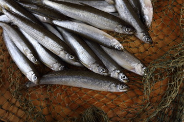 Poster - Smelt fishes on net. Pacific smelt fish variety