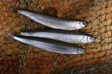 Sticker - Smelt fishes on net. Pacific smelt fish variety