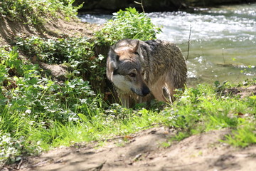 Czechoslovakian wolfhounds in nature