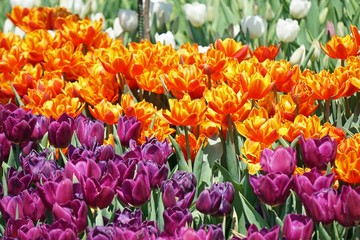 Canvas Print - natural and colorful flowers from asia