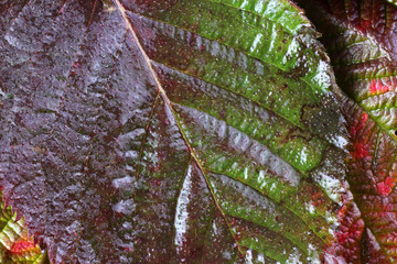 Autumn blackberry leaf