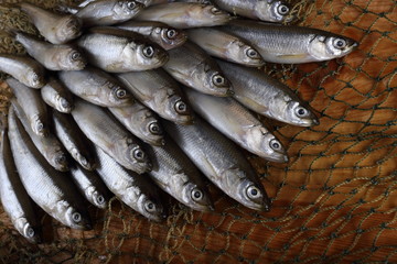 Wall Mural - Smelt fishes on net. Pacific smelt fish variety