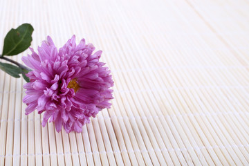 Sticker - Chrysanthemum on bamboo background