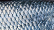 Art Real walleye Fish Scales Background