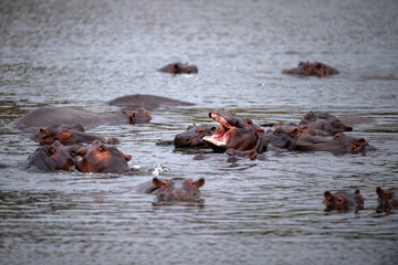 Poster - hippos fighting in kruger park south africa