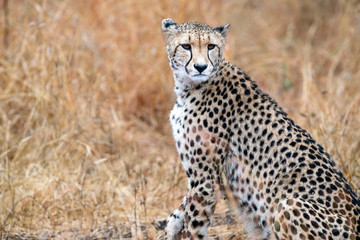 Wall Mural - cheetah wounded in kruger park south africa