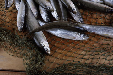 Sticker - Smelt fishes on net. Pacific smelt fish variety